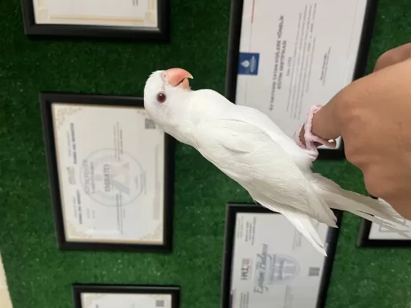Albino Pakistan Papağanı Yavru
