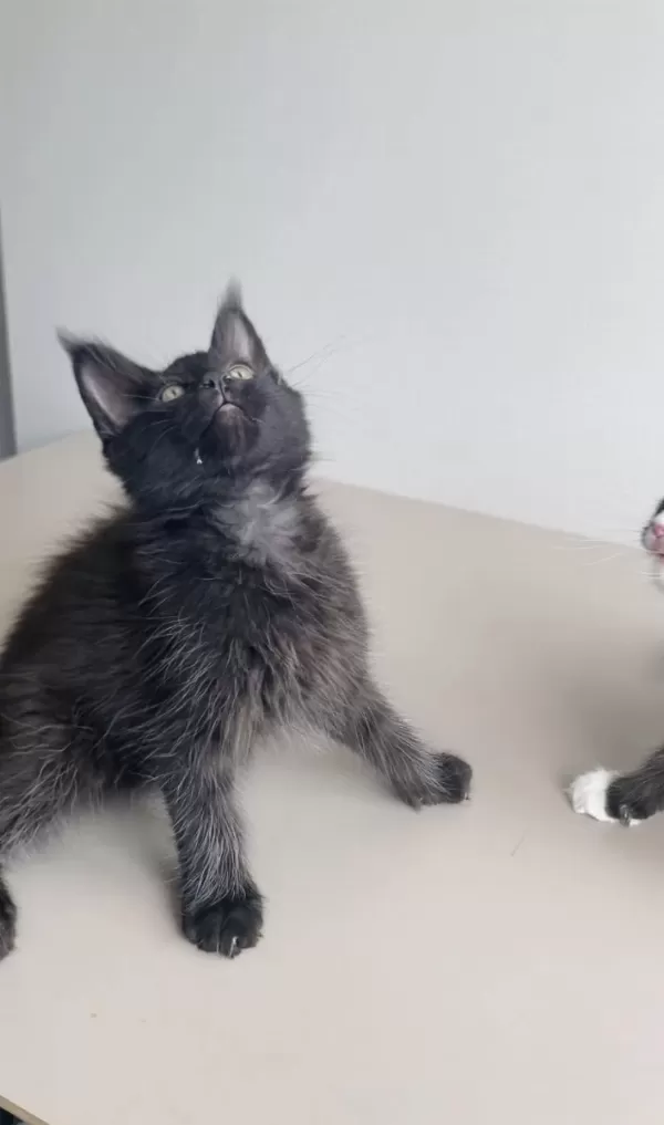 Değerli Bilene Xxl Maine Coon Bebeklerim