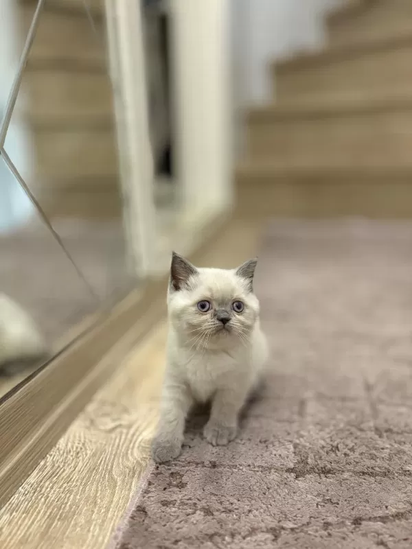 British Shorthair Blue Point Yavrularim