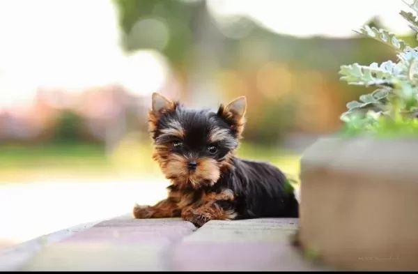 Tea Cup Yorkshire Terrier Yavrularımız