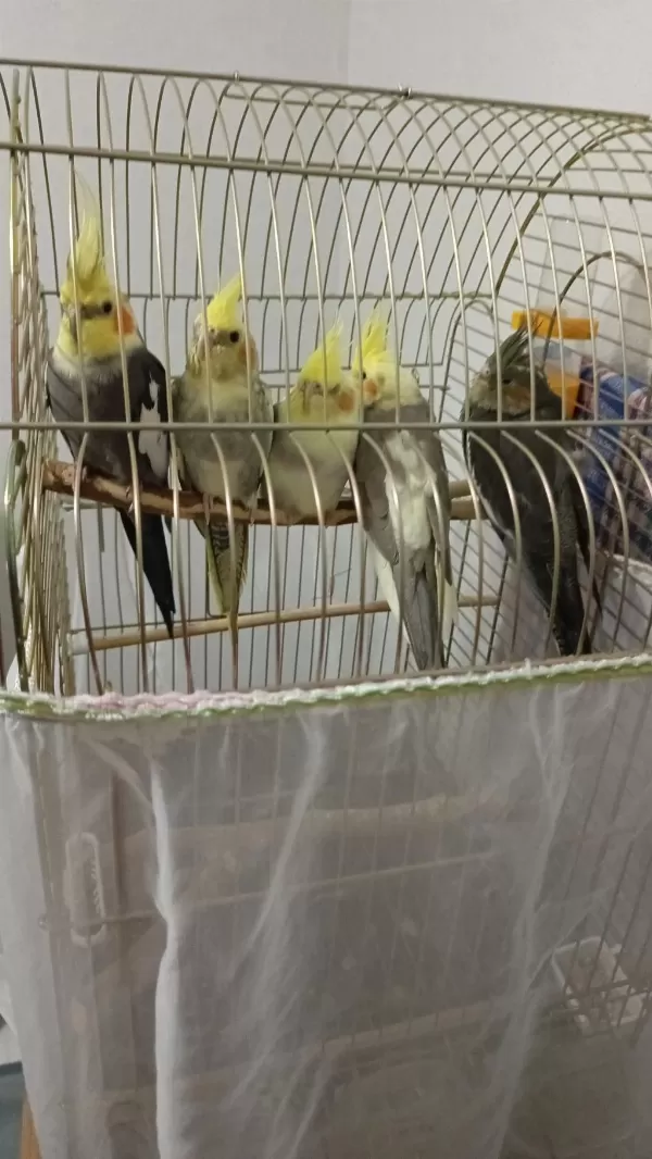 Tecrübeli Sultan Papağanı Takım
