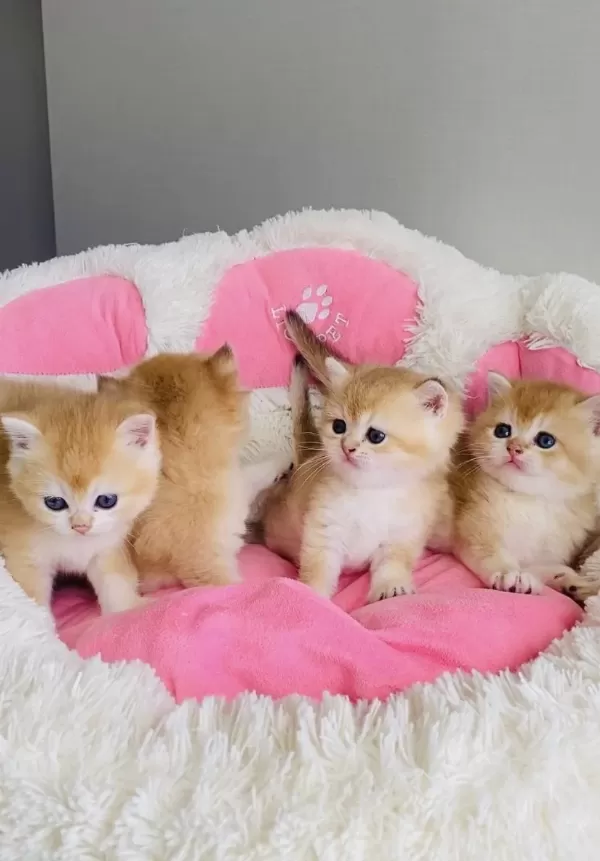 Scr Li Anne Babadan Golden Ny12 British Shorthair Bebek