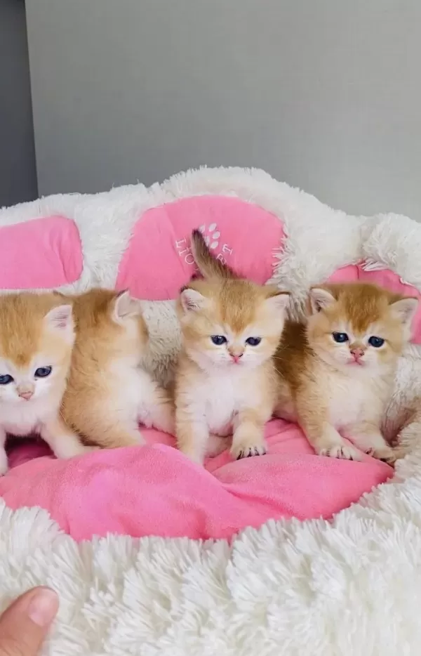 Scr Li Anne Babadan Golden Ny12 British Shorthair Bebek