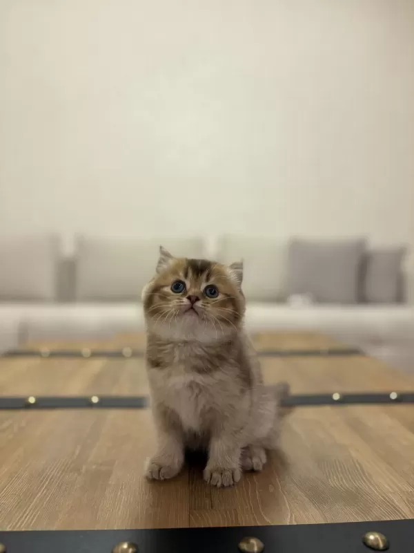 British Shorthair Golden Yavrularim
