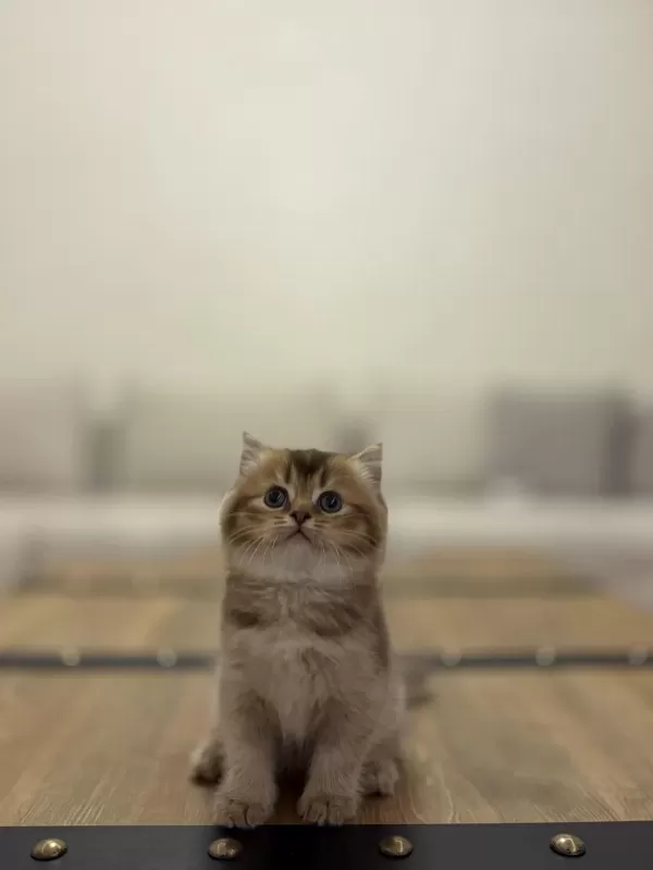 British Shorthair Golden Yavrularim