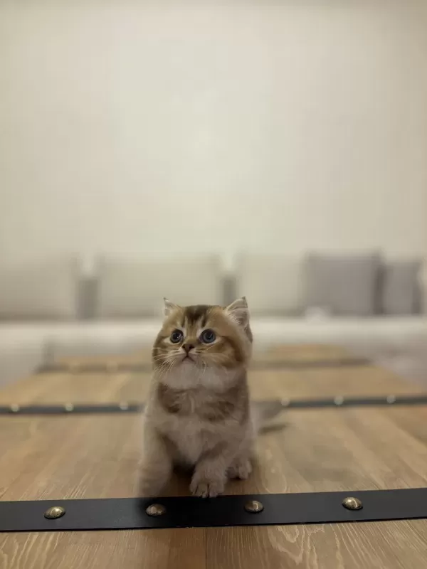British Shorthair Golden Yavrularim