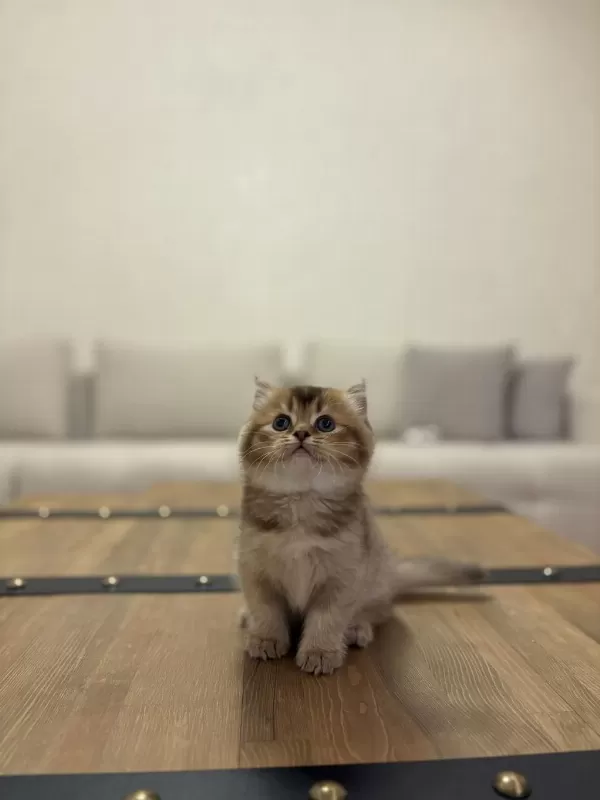 British Shorthair Golden Yavrularim