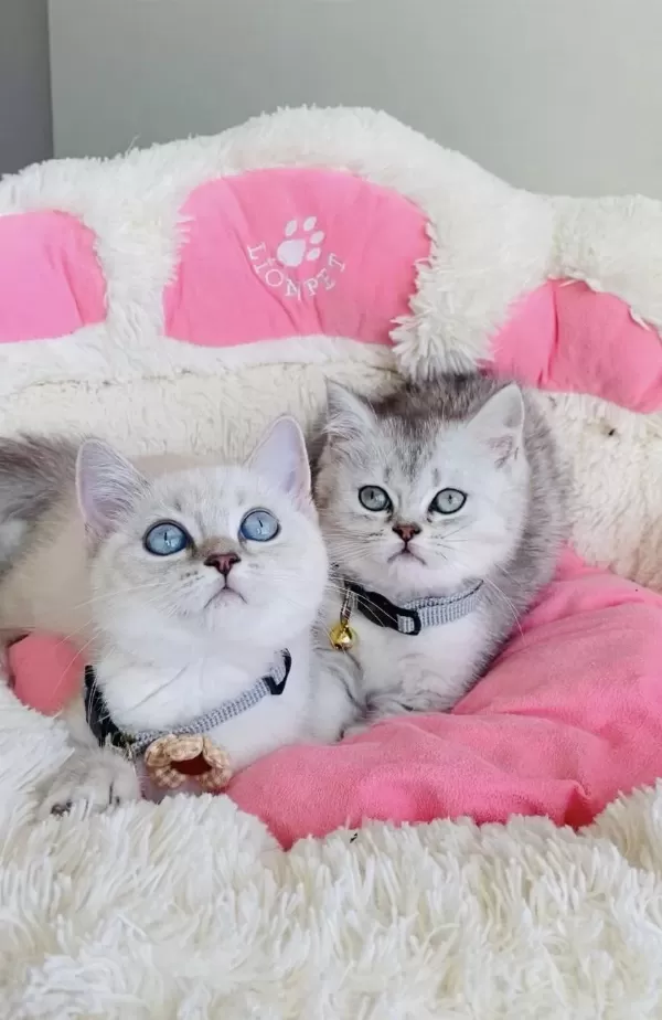 Maviş Point Ve Silver Brıtısh Shorthair Bebekleirm