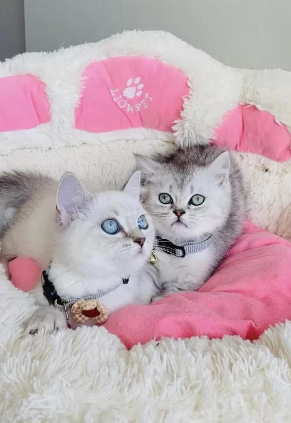 Maviş Point Ve Silver Brıtısh Shorthair Bebekleirm