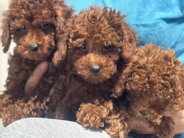 Wc Eğitimli Redbrown Toy Poodle Yavrularımız
