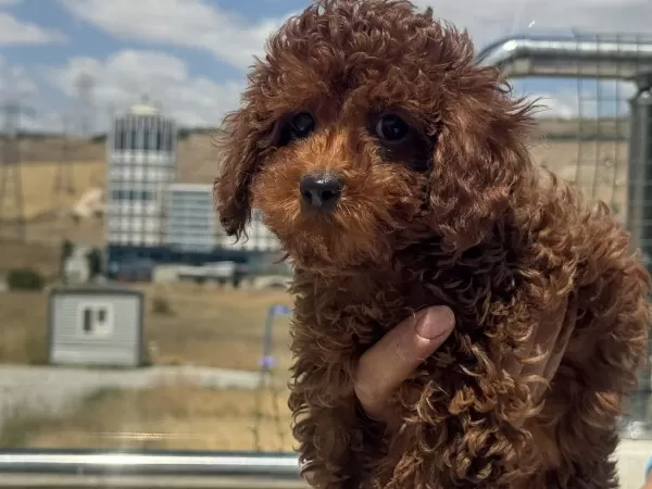 Wc Eğitimli Redbrown Toy Poodle Yavrularımız