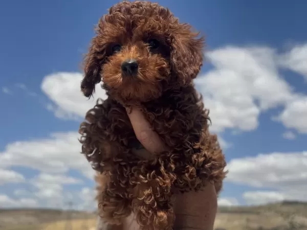 Wc Eğitimli Redbrown Toy Poodle Yavrularımız
