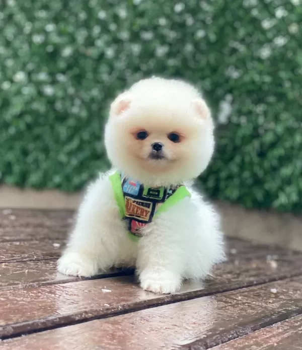 Üst Kalite Pomeranian Boo