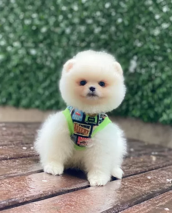 Üst Kalite Pomeranian Boo