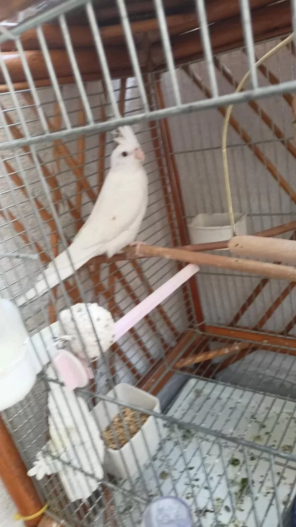 Dişi Albino Sultan Papağanı