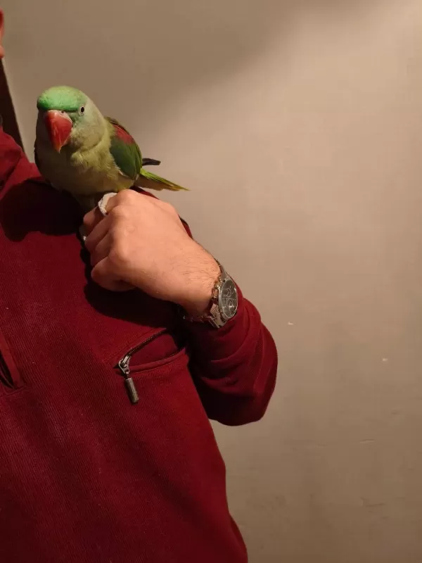 Acil Satılık Alexander Papağanı 3 Aylık