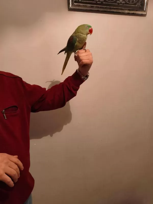 Acil Satılık Alexander Papağanı 3 Aylık