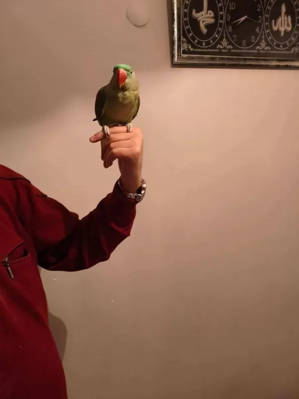 Acil Satılık Alexander Papağanı 3 Aylık