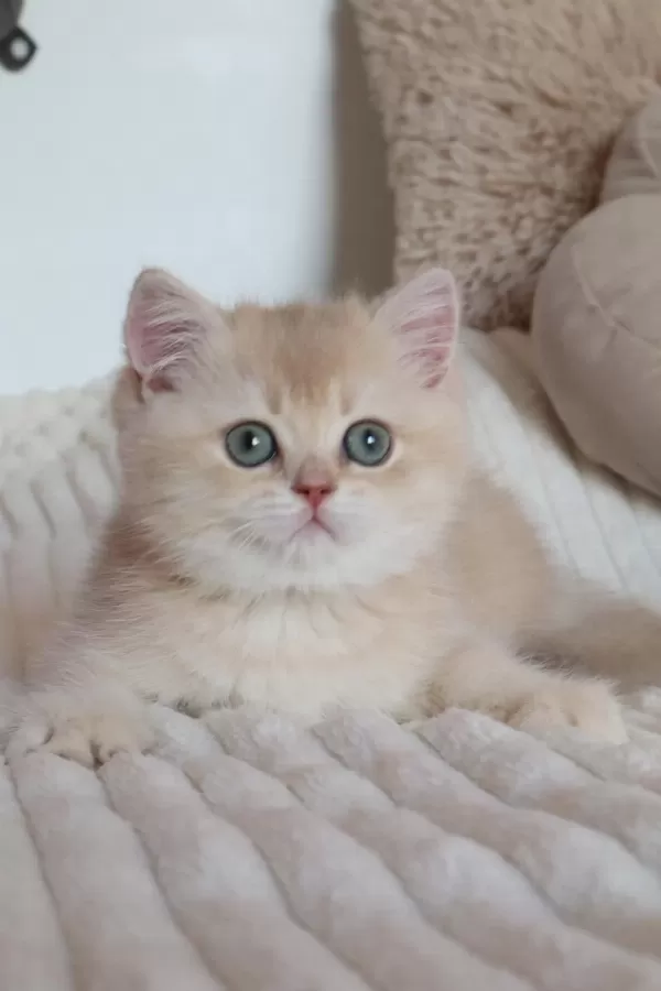 Krem Rengi Dişi Yavru British Shorthair