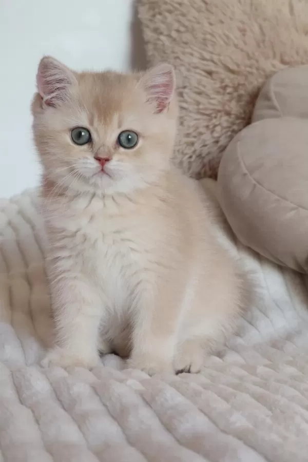 Krem Rengi Dişi Yavru British Shorthair