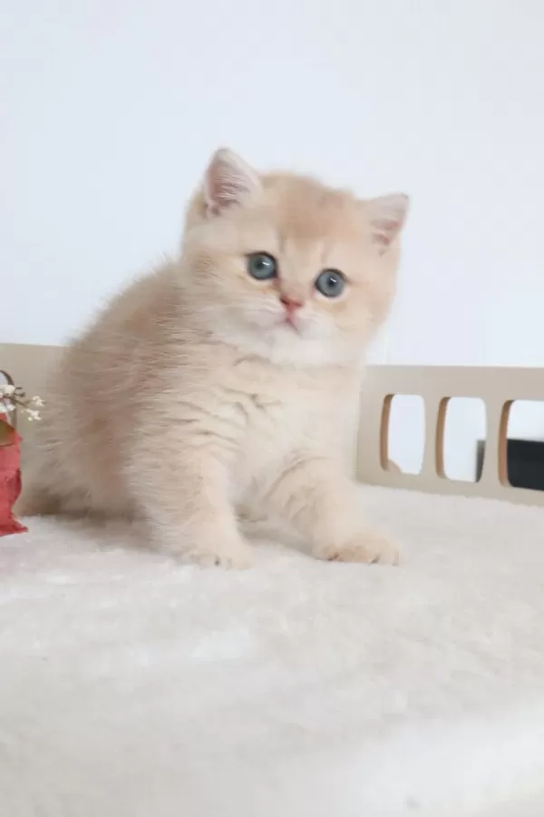 Krem Rengi Dişi Yavru British Shorthair