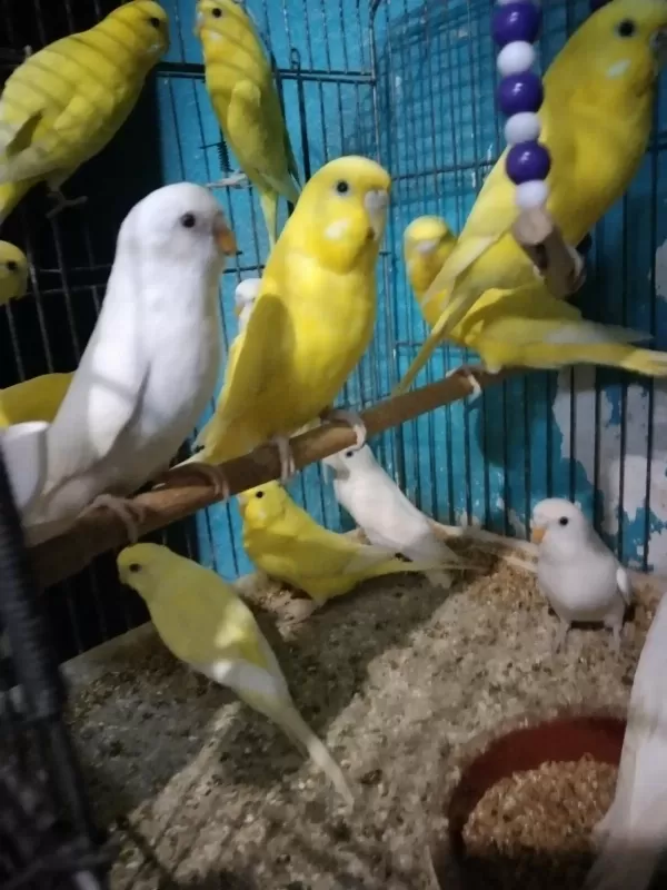 Her Renk Muhabbet Kuşu