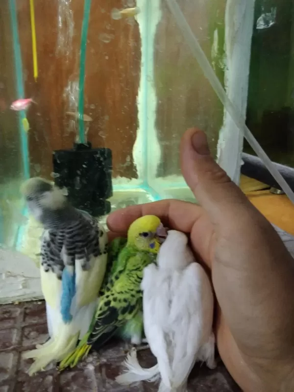 Her Renk Muhabbet Kuşu