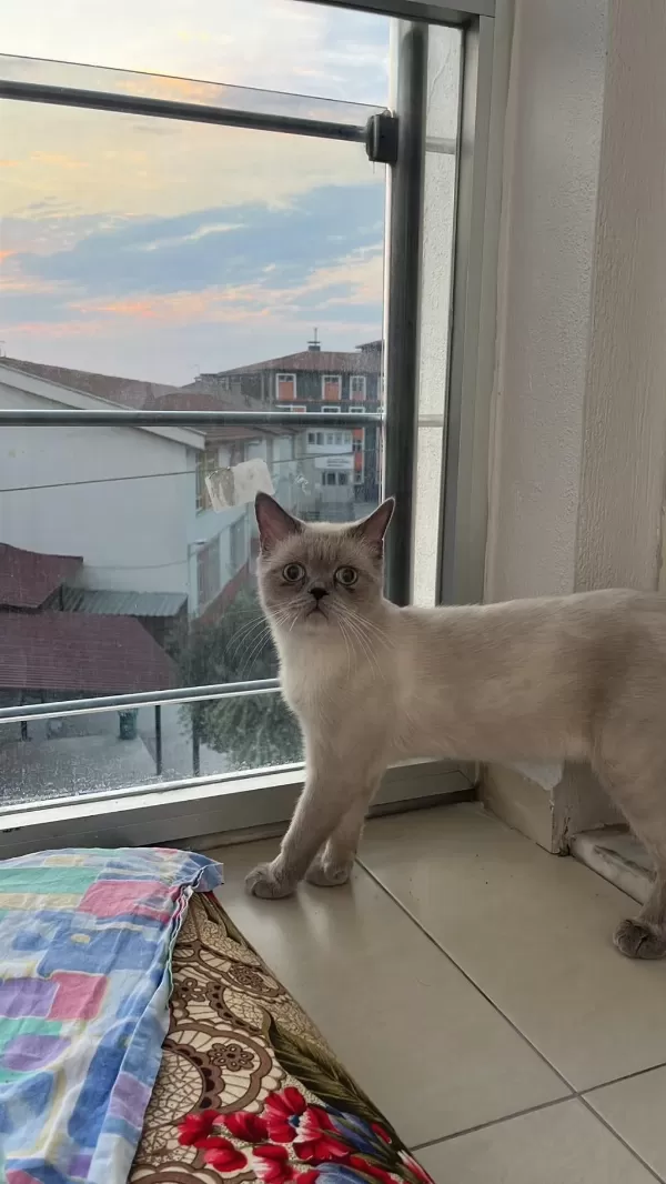 Yavru Kedimiz Ücretsiz Sahiplendirme