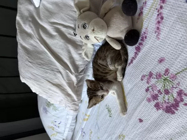 Sevimli Ve Oyuncu Yavru Kedimiz Yuvasını Arıyor