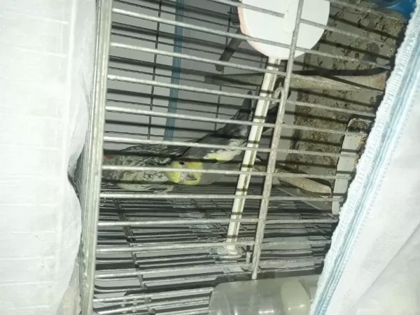 Sultan Papağanı Çiftler Yuva Hazırlığında