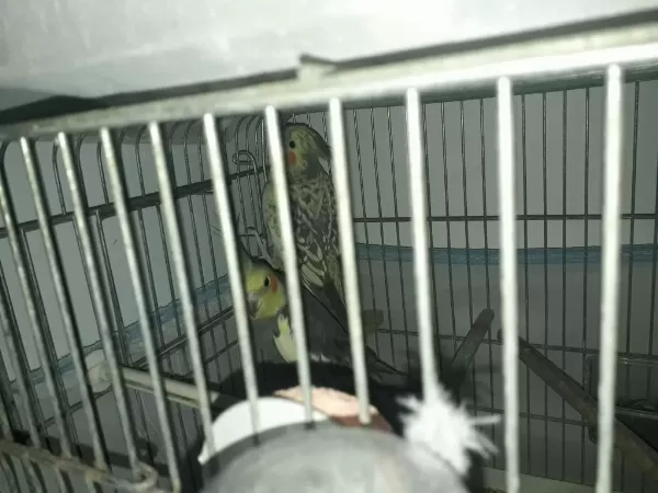 Sultan Papağanı Çiftler Yuva Hazırlığında