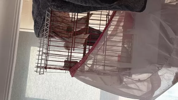 1.5 Yaşında Sağlıklı Çift Kuşlar