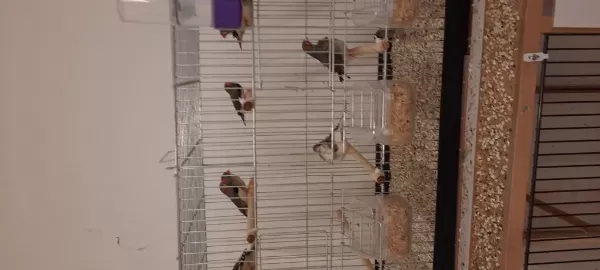 7 Takım Zebra İspinozu Ve 2 Yavruları