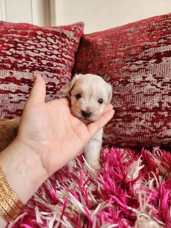 Sağlik Ve İrk Garantili Maltipoo