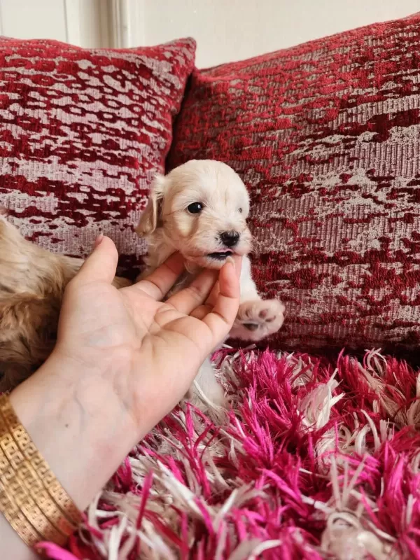 Sağlik Ve İrk Garantili Maltipoo