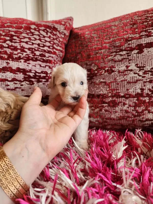 Sağlik Ve İrk Garantili Maltipoo