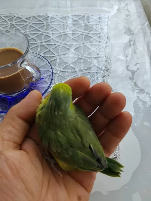 Bebek Forpus Papağanı