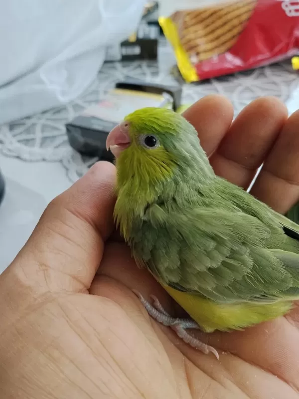 Bebek Forpus Papağanı
