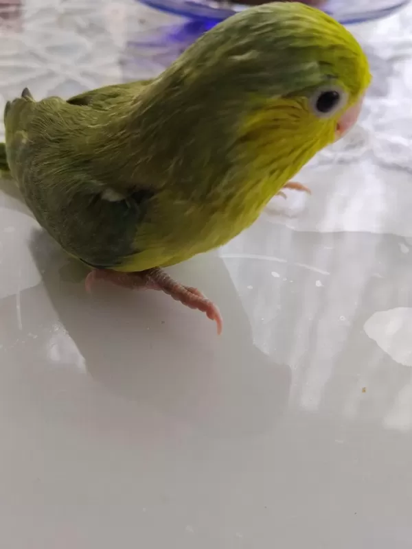 Bebek Forpus Papağanı
