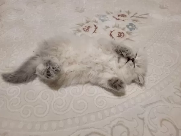 Erkek Yavru British Longhair