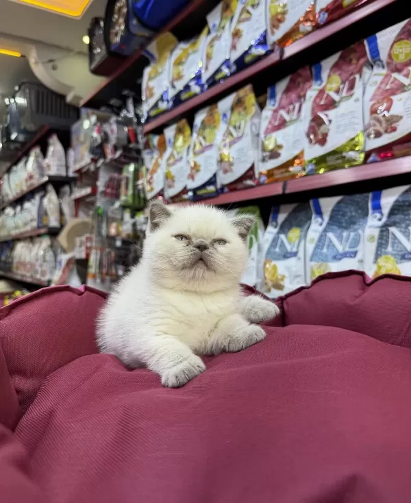 British Shorthair Erkek Yavrumuz
