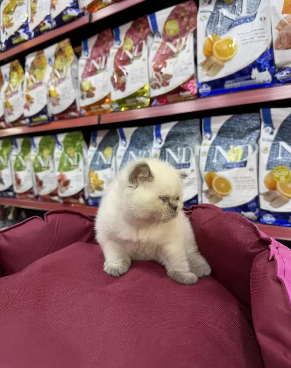 British Shorthair Erkek Yavrumuz