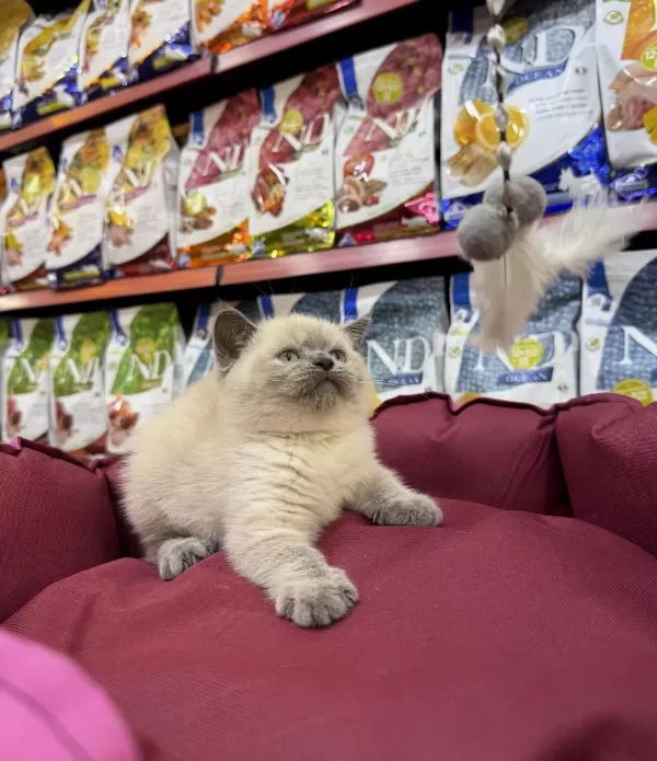 British Shorthair Bluepoint Yavrulari