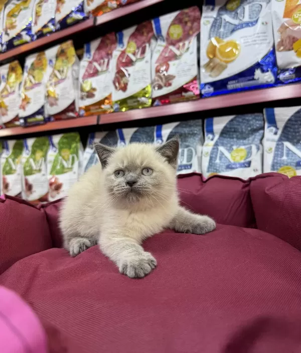 British Shorthair Bluepoint Yavrulari