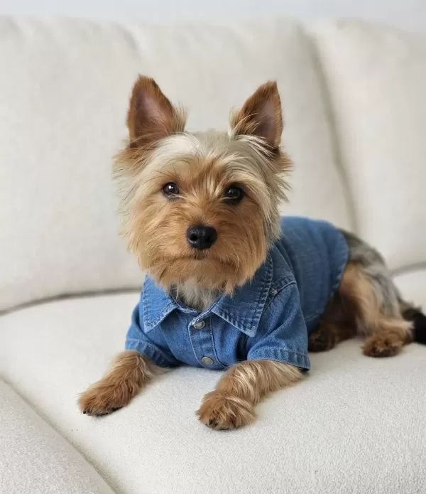 Yorkshire Terrier Köpeğimiz