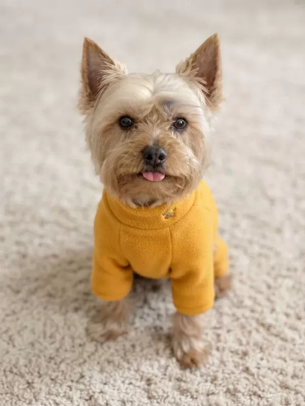 Yorkshire Terrier Köpeğimiz