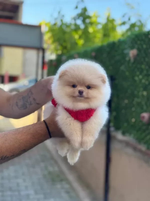 Sevimli Pomeranian Boo Yavrular