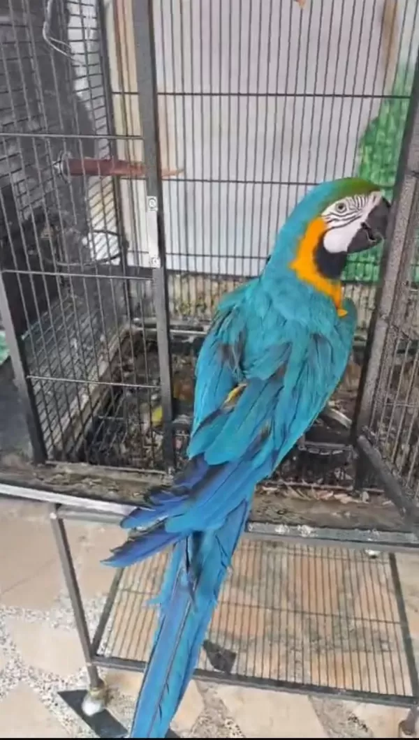 Belgeli Çipli Ara Macaw Özel Renk