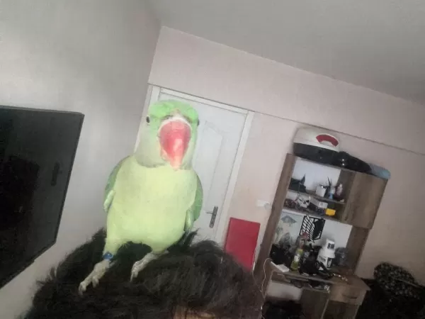 Erkek 1 Yaşında Uygun