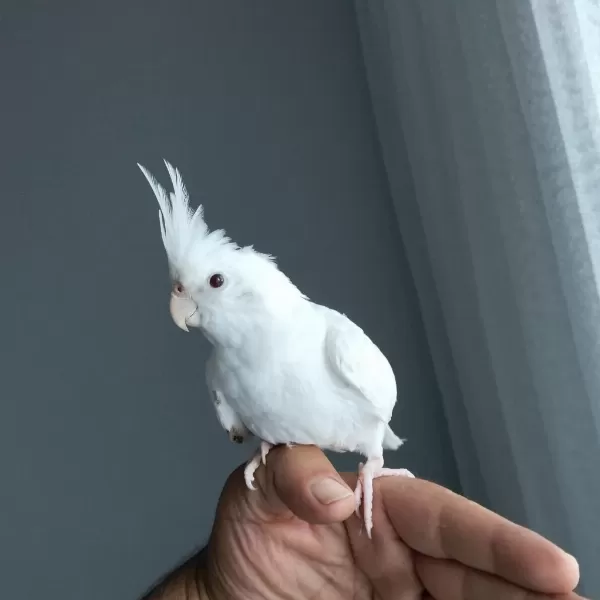 4 5 Aylık Sultan Papağanlar Ele Alışık